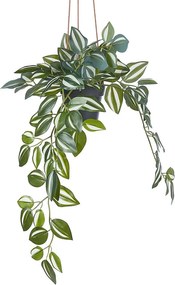 FLORISTA Potos v kvetináči 50 cm