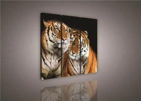 Obraz na plátne tigre 90 x 80 cm