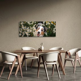 Obraz - Austrálsky ovčiak (120x50 cm)