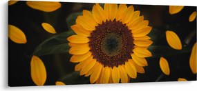Obraz - Slnečnice a lístky kvetov (120x50 cm)