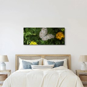Obraz - biely motýľ (120x50 cm)
