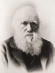 Fotografia Charles Darwin, English School,