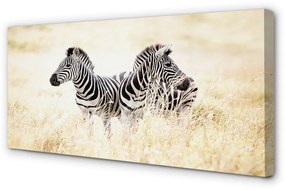 Obraz na plátne zebra box 140x70 cm