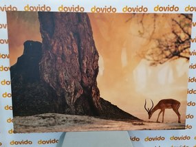 Obraz antilopa v africkej savane