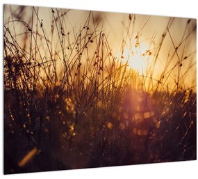 Sklenený obraz poľa pri západe slnka (70x50 cm)