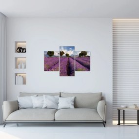 Obraz - Levanduľové pole a hory (90x60 cm)