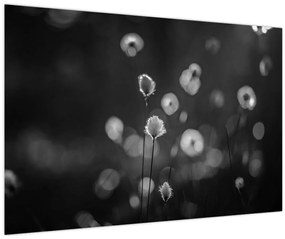 Obraz - Cottongrass na lúke (90x60 cm)