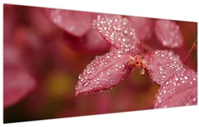 Obraz - Makro snímka lístka (120x50 cm)