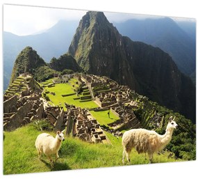 Obraz - Lamy v Machu Picchu (70x50 cm)