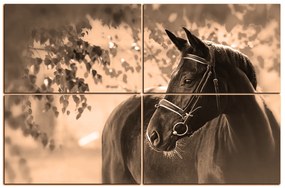 Obraz na plátne - Čierny kôň 1220FE (150x100 cm)