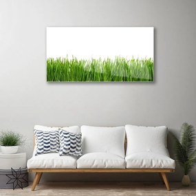 Obraz na skle Tráva príroda rastlina 120x60 cm