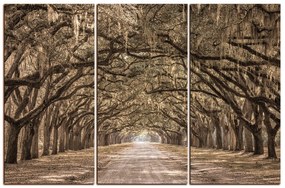 Obraz na plátne - Historické dubové stromy lemované poľnou cestou 1239FB (120x80 cm)