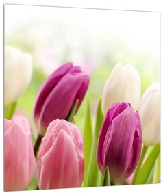 Obraz pučiacich tulipánov (30x30 cm)