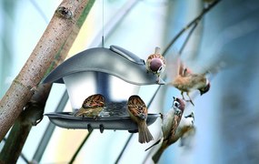 Kŕmidlo pre vtáčikov BirdieFood 24,8 cm antracit