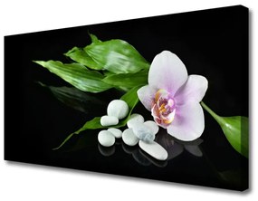 Obraz na plátne Kvet kamene lístie 100x50 cm