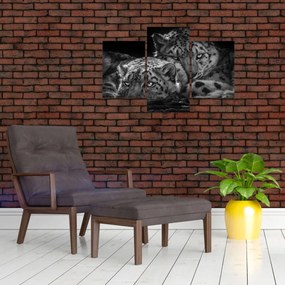 Obraz - Odpočívajúci gepardy (90x60 cm)