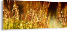 Obraz - Detail rosy (120x50 cm)