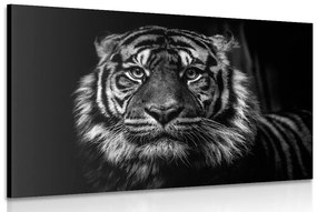 Obraz tiger v čiernobielom prevedení - 120x80