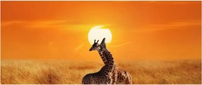 Obraz - Žirafy v národnom parku Serengeti (120x50 cm)