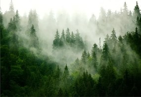 Manufakturer -  Tapeta Green forest in the fog