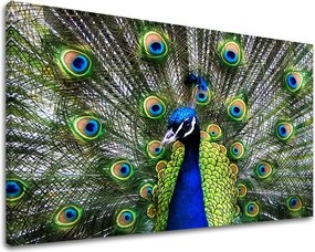 Obraz na stenu ZVIERATÁ ZV032E11