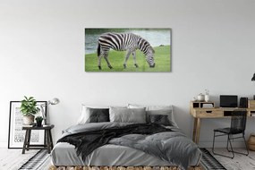 Obraz na akrylátovom skle Zebra 125x50 cm