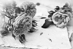 Okúzľujúca fototapeta čiernobiele ruže na pergamene