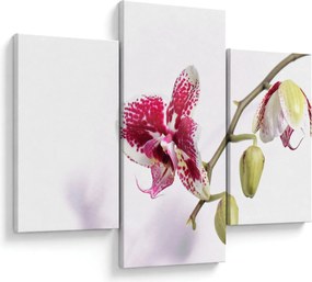 Obraz kvetu orchidey (90x60 cm)