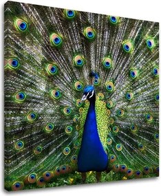 Obraz na stenu ZVIERATÁ ZV032E12