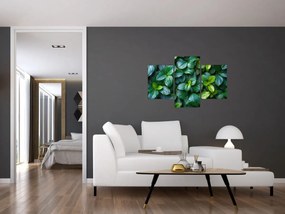 Obraz - Zelené rastliny (90x60 cm)