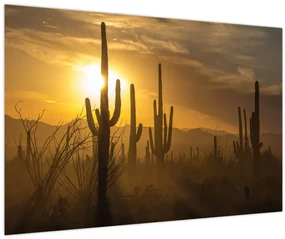Obraz - Kaktusy Saguaro (90x60 cm)