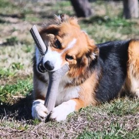 BAMA Hračka pre psov TUTTOMIO MINI Barva: hnědá