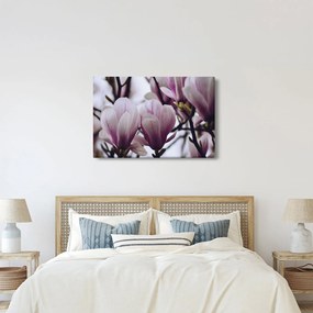 Obraz - Magnolie (90x60 cm)