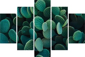 Obraz - Opuncie (150x105 cm)
