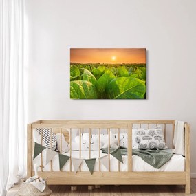 Obraz - Pole (90x60 cm)