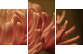Obraz detailu kvety (90x60 cm)