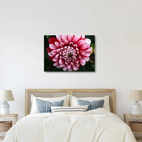 Sklenený obraz ružovej Dahlie (70x50 cm)