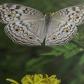 Obraz - biely motýľ (150x105 cm)