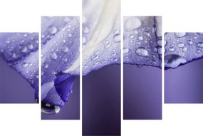 Obraz - Okvetný lístok s kvapkami (150x105 cm)