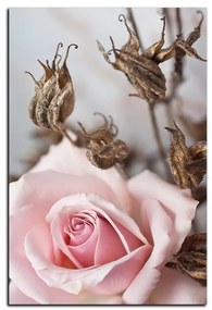Obraz na plátne - Ruža a uschnuté rastliny - obdĺžnik 7225A (60x40 cm)