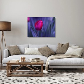 Sklenený obraz pupete tulipánu (70x50 cm)