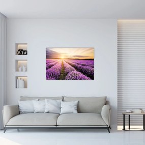 Obraz - Východ slnka v levanduľovom poli (90x60 cm)