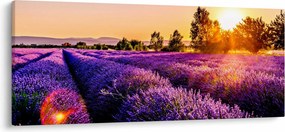 Obraz levanduľového poľa (120x50 cm)
