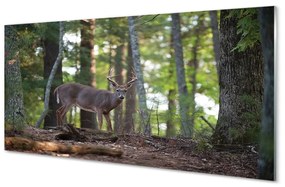 Sklenený obraz jeleň lesný 120x60 cm