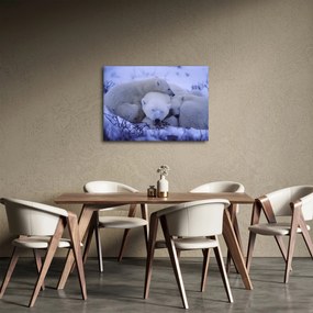Obraz - Ľadové medvedíky (70x50 cm)