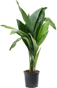 Aspidistra elatior 17x70 cm