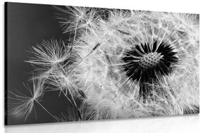 Obraz semienka púpavy v čiernobielom prevedení - 120x80