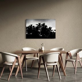 Obraz čiernobiely - palmy (90x60 cm)