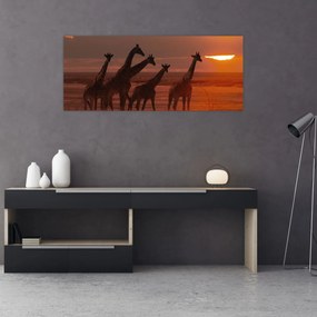 Obraz - Žirafy v africkej savane (120x50 cm)