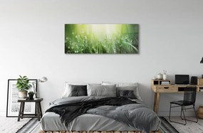 Obraz plexi Tráva slnko kvapky 120x60 cm